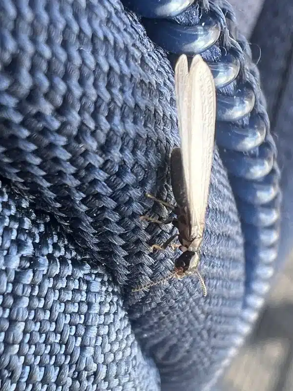 Proper mulch spacing from foundation showing inspection buffer zone