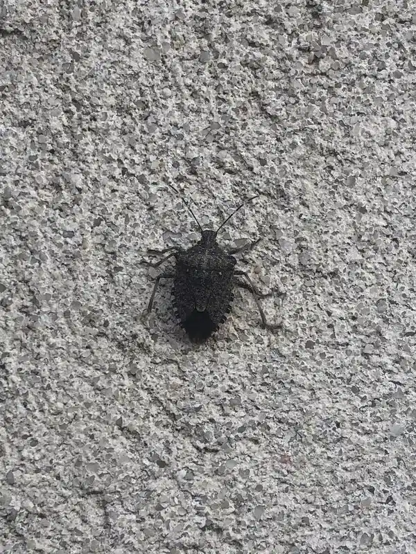 Brown marmorated stink bug showing characteristic marble pattern and size markings