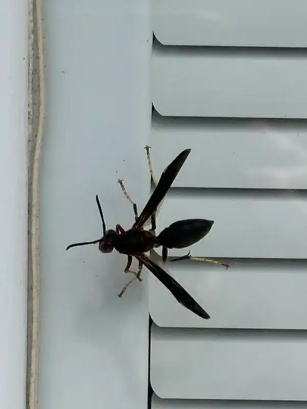 Small early-season paper wasp nest showing a few cells on a stalk