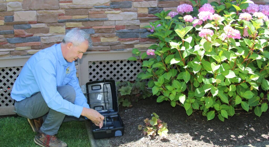 Professional rodent baiting setup near home exterior