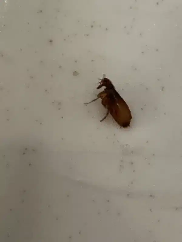 Single adult flea on a surface showing its small dark body