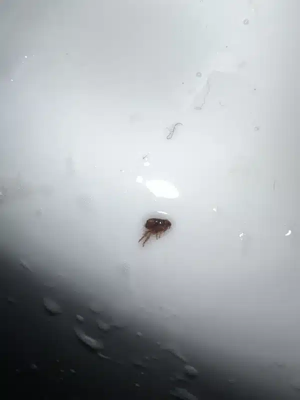 Flea visible on white indoor surface during home inspection