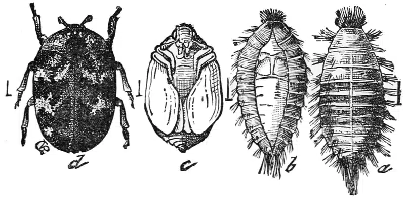 Understanding Beetle Larva: Development and Identification