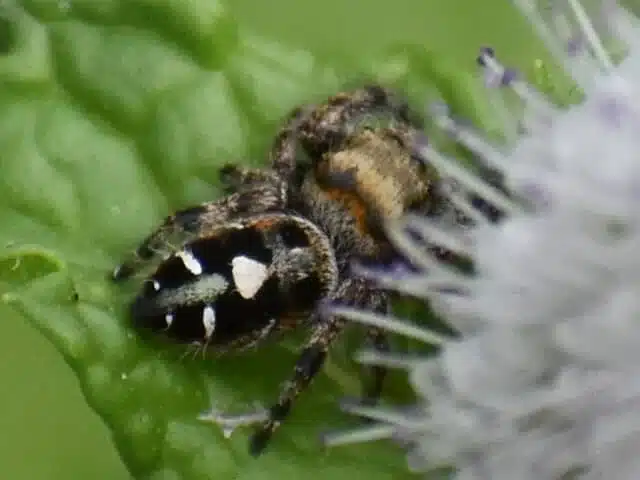 Jumping spider with distinctive large front eyes and compact body