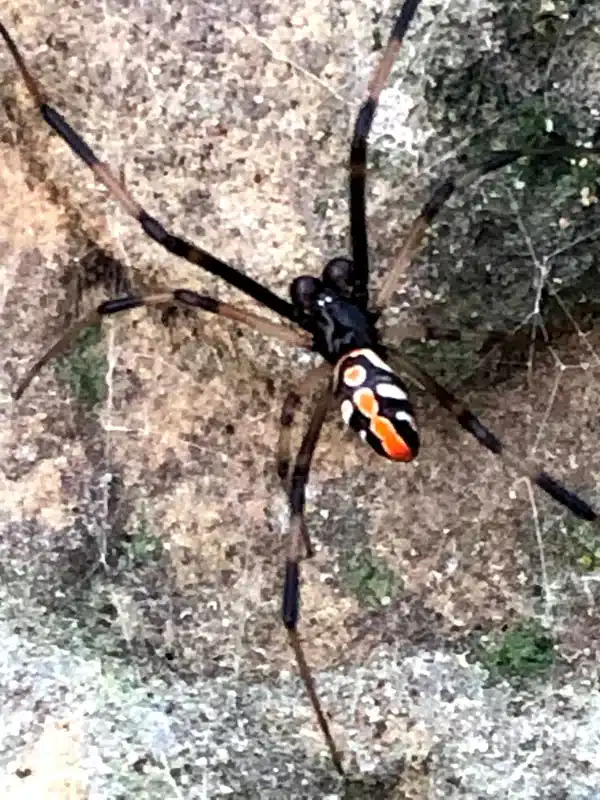Juvenile widow spider showing different markings than adult black widows