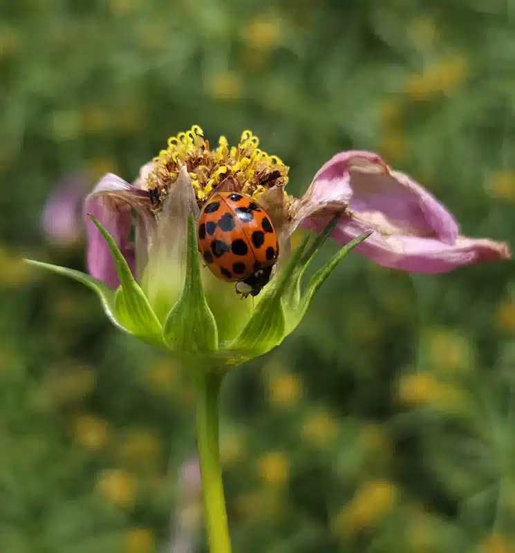 Ladybug on purple flower in garden setting