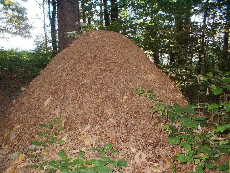 Ant Hill Issues? Learn Why They Form and How to Treat Them