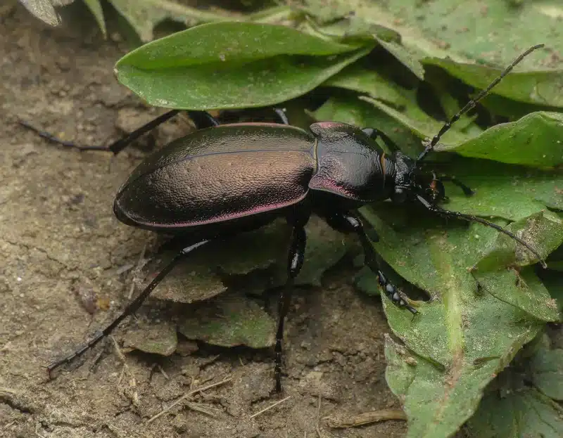 Large ground beetle with metallic coloration on soil showing robust build