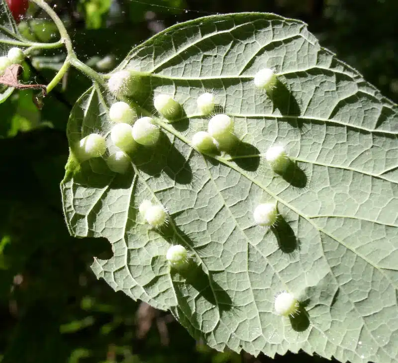 Leaf with white pest nodules from hackberry psyllids