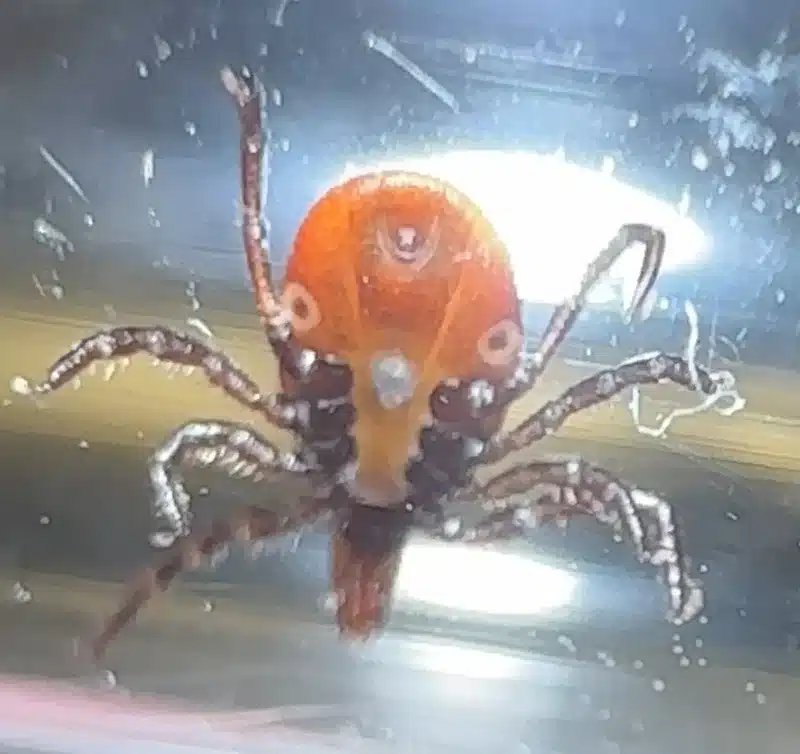 Lone star tick close-up showing the white spot on its back