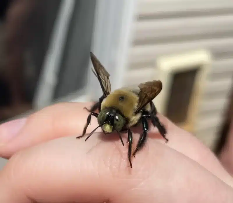 Carpenter bee on a human finger showing its large size and shiny black abdomen compared to the finger