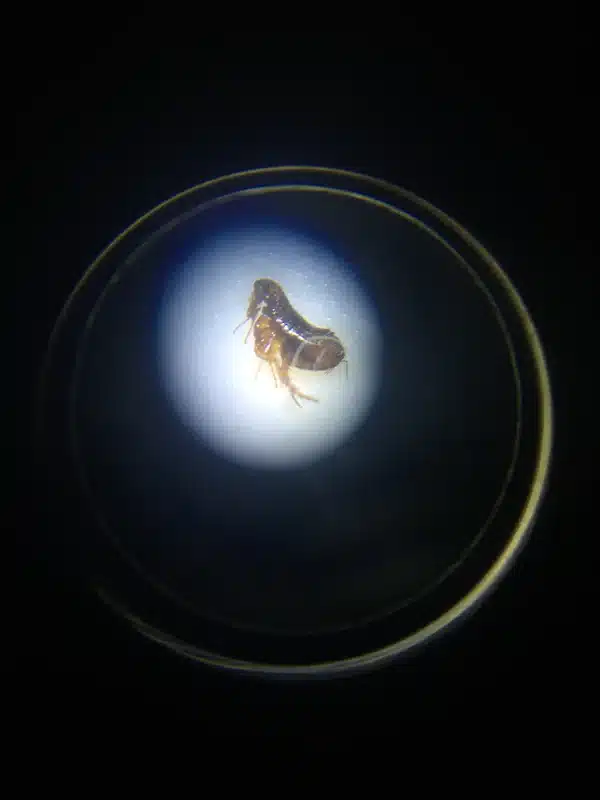 Magnified flea showing flat side-to-side body shape