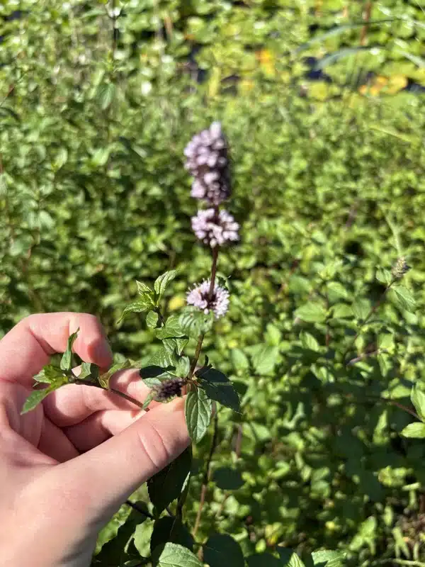 Flowering mint plant held in hand showing its natural repellent properties