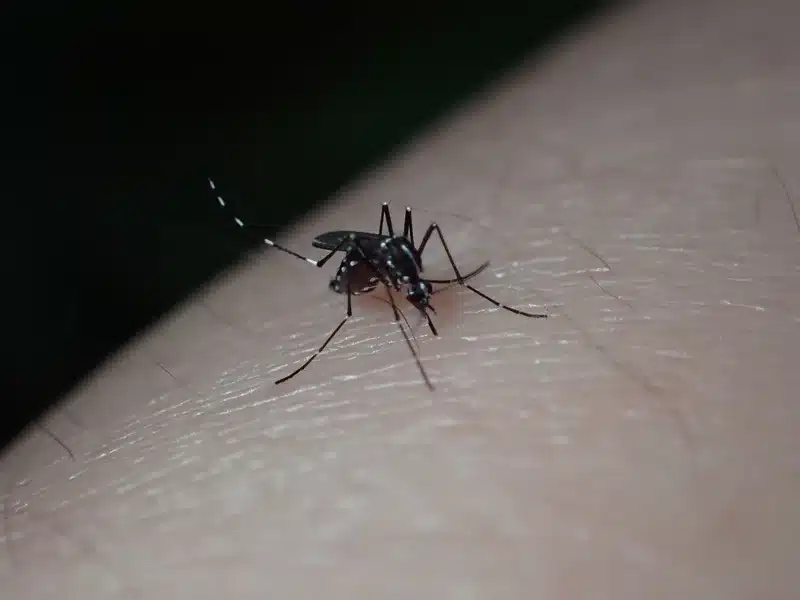 Mosquito feeding on human skin showing disease transmission risk
