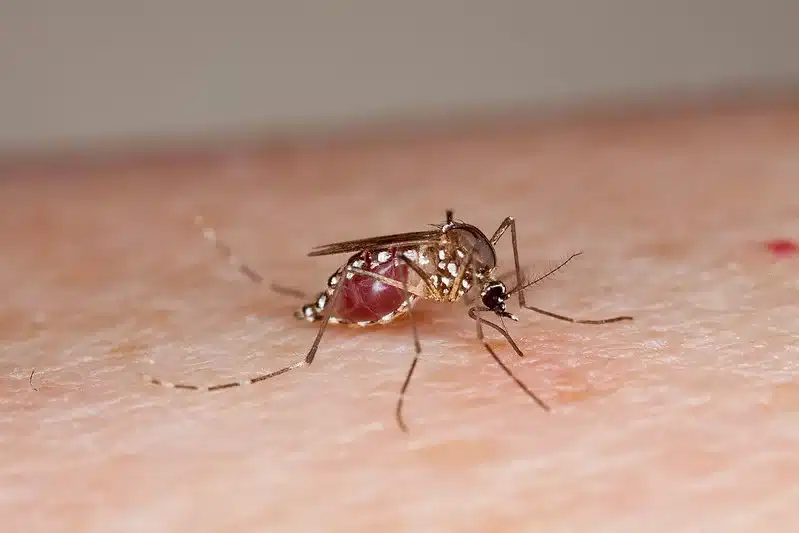 Mosquito feeding on human skin showing its needle-like proboscis