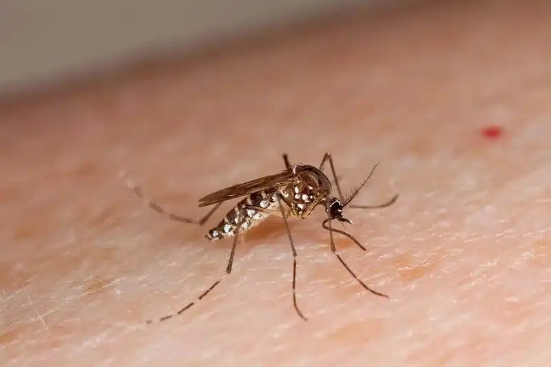Mosquito feeding on human skin showing blood meal in progress