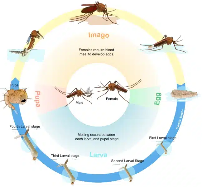 How Long Do Mosquitoes Live: Life Cycle and Seasonality