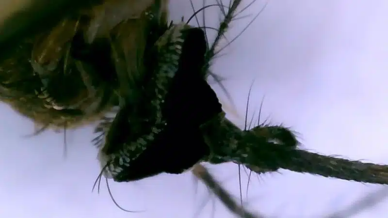 Magnified mosquito proboscis showing blood-feeding mouthparts
