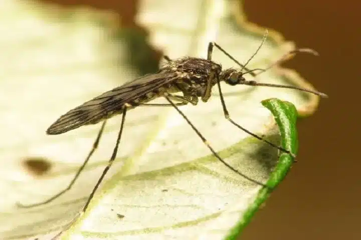Mosquito resting on a green leaf during daytime