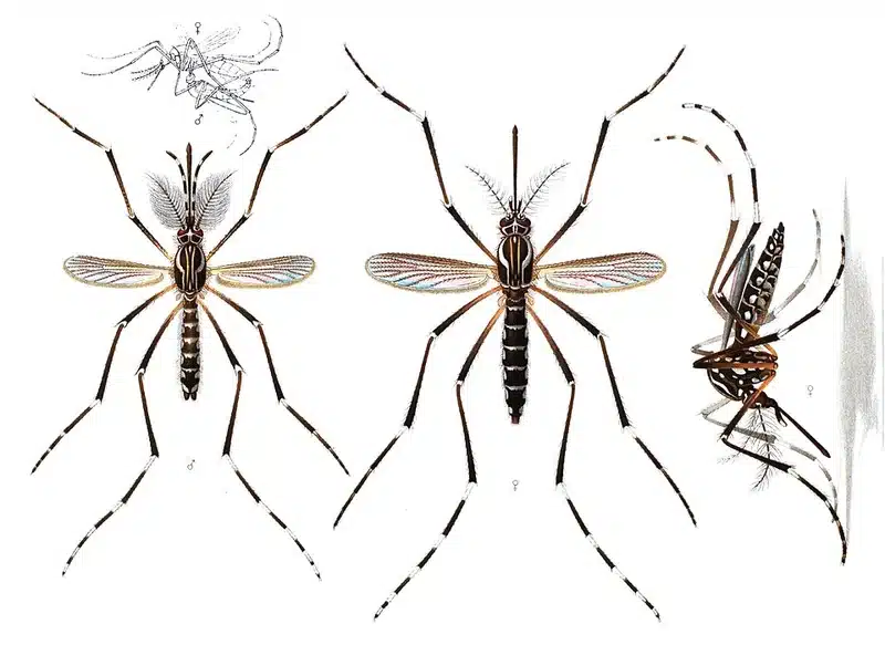 Male vs Female Mosquito: Why Only Females Transmit Disease