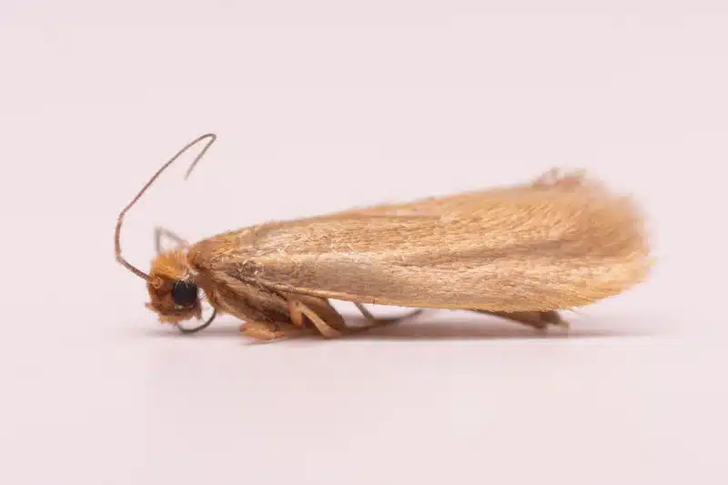 Clothes moth with uniform golden-buff wings and fringed edges