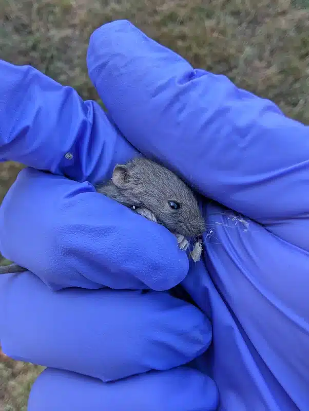 Proper handling of mouse with protective gloves during identification