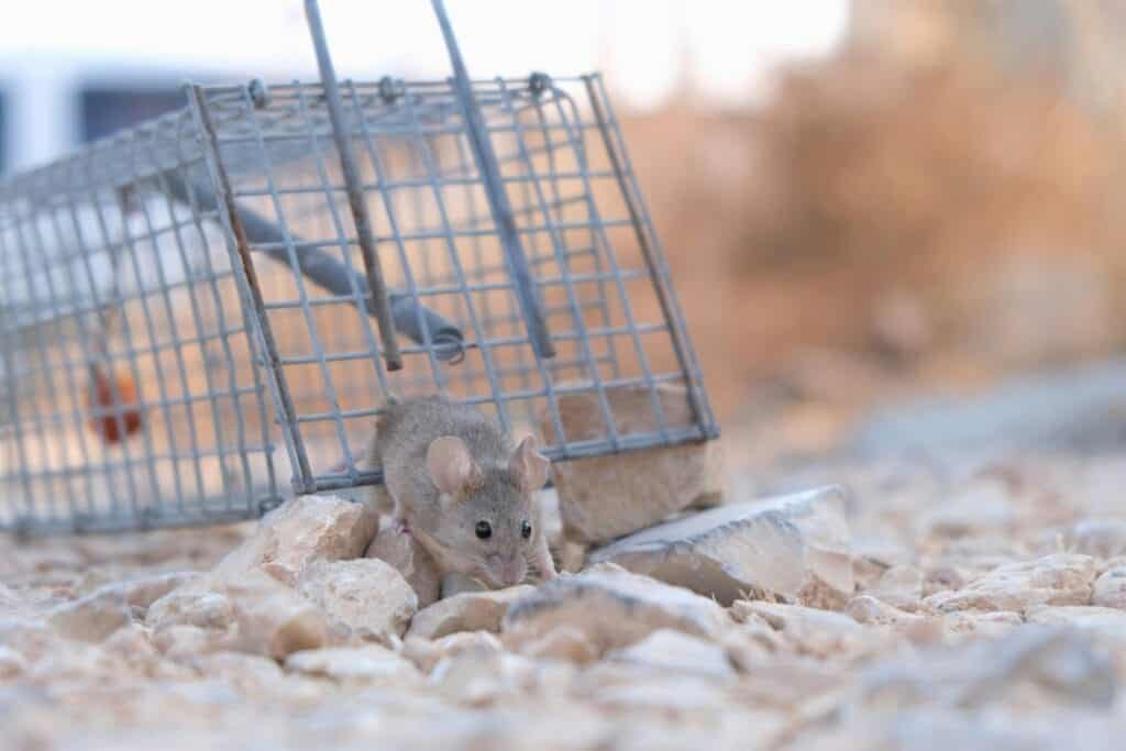 Mouse near a trap showing how small mice can squeeze through gaps