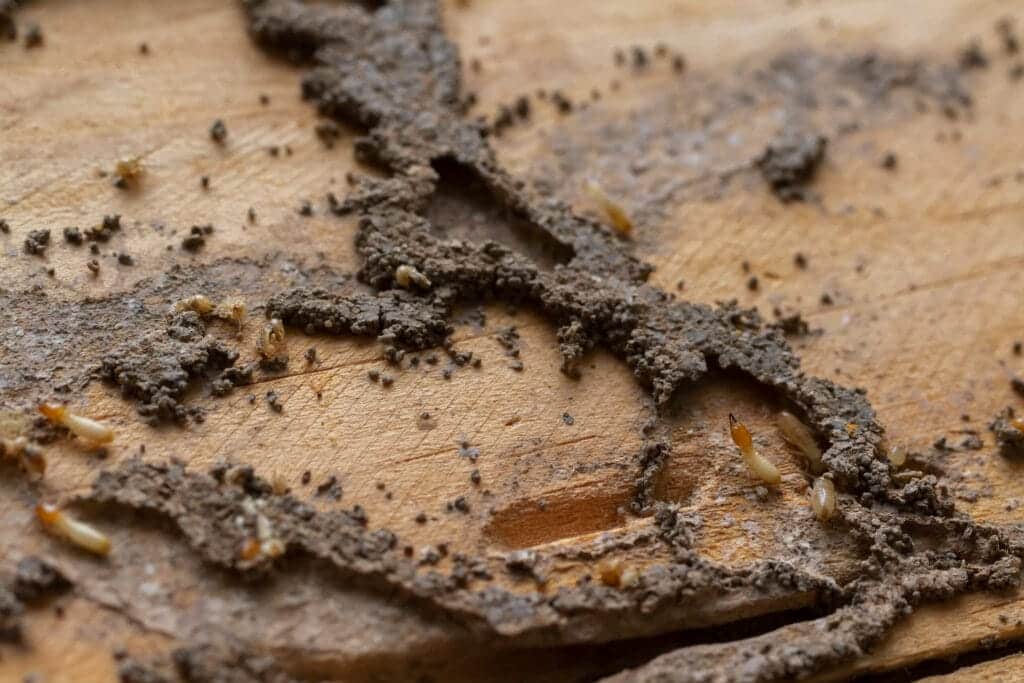 Worker termites moving through a cracked mud tube