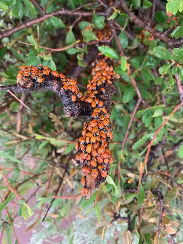 Large group of native ladybugs clustering on a tree branch outdoors