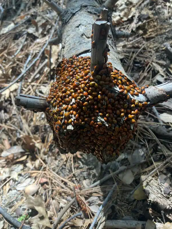 Large group of ladybugs aggregating on a tree branch in their natural outdoor habitat
