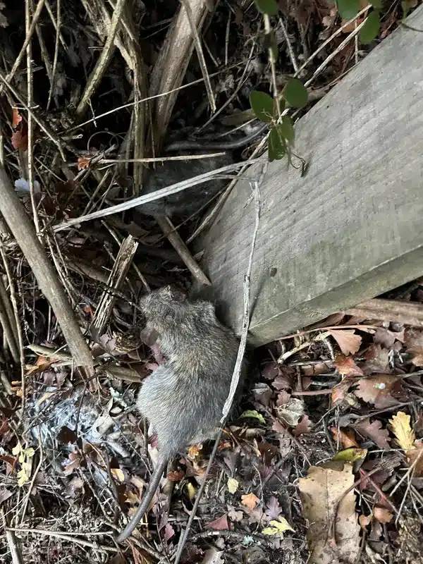 Norway rat in ground-level debris showing typical ground habitat