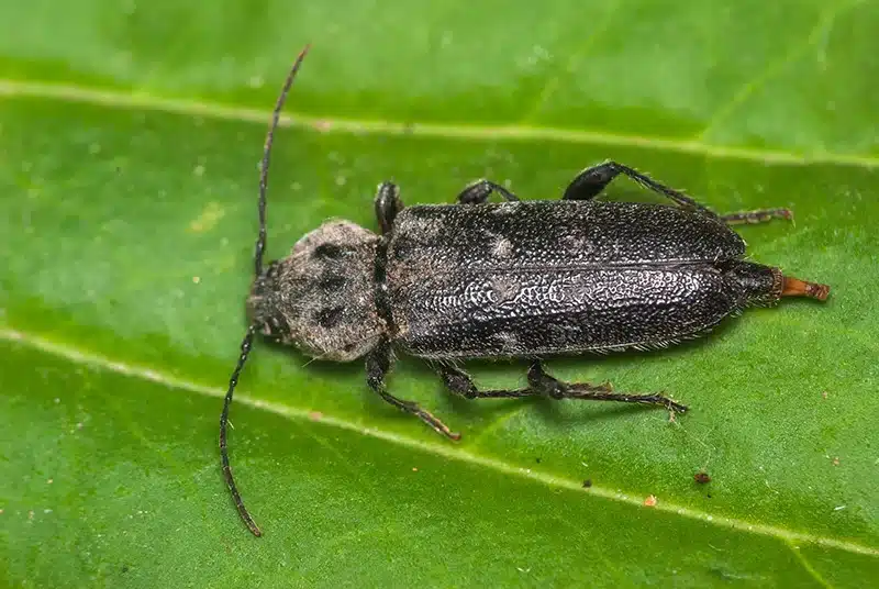 Old house borer adult beetle showing larger size and distinctive features