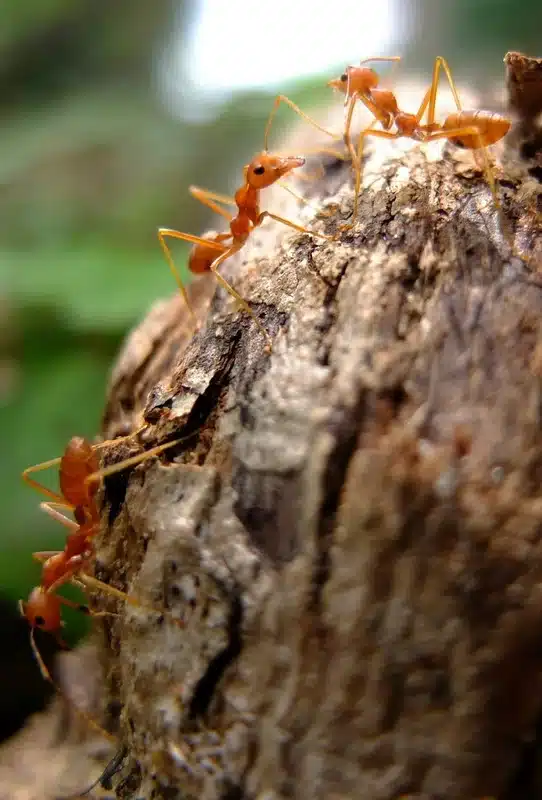 Orange ants on wooden surface near a home