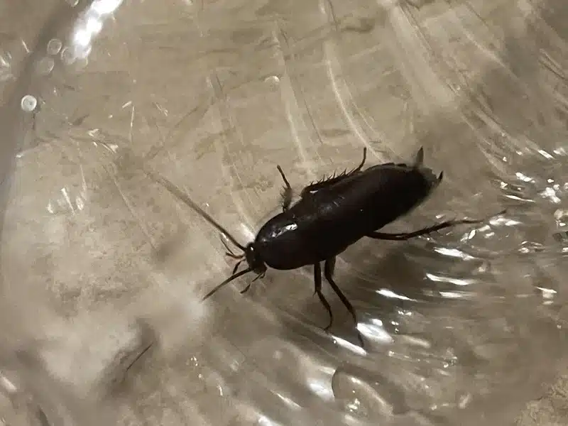 Oriental cockroach in clear container showing dark coloring and body shape