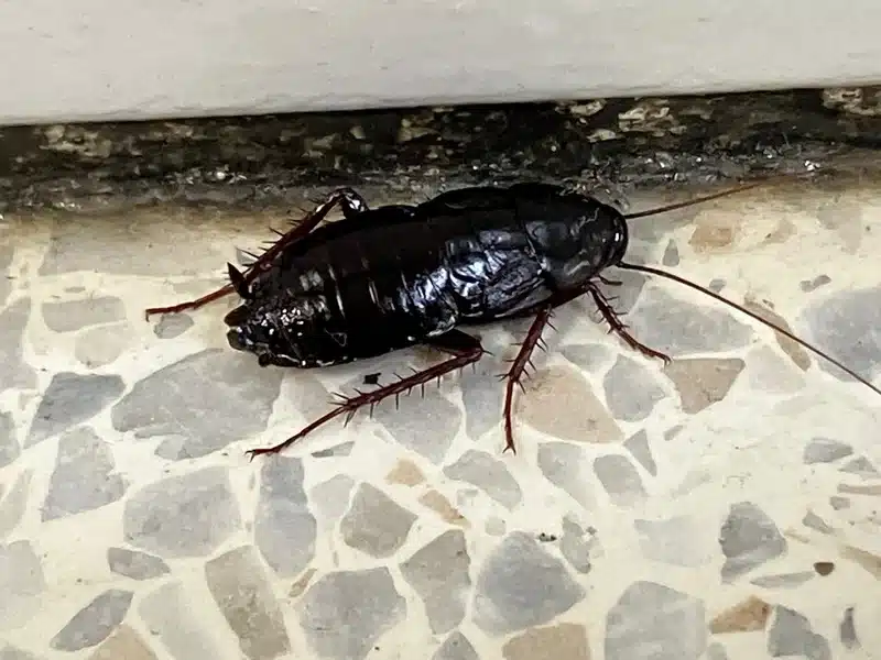 Bathroom Bugs Identification: Common Pests in Your Bathroom