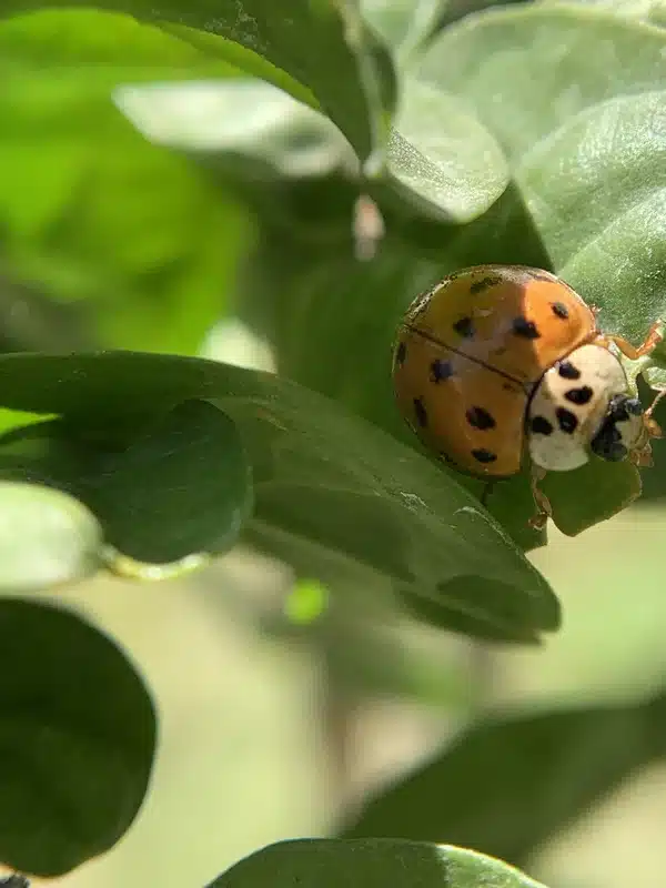 Ladybug vs Beetle: Key Differences Explained Simply