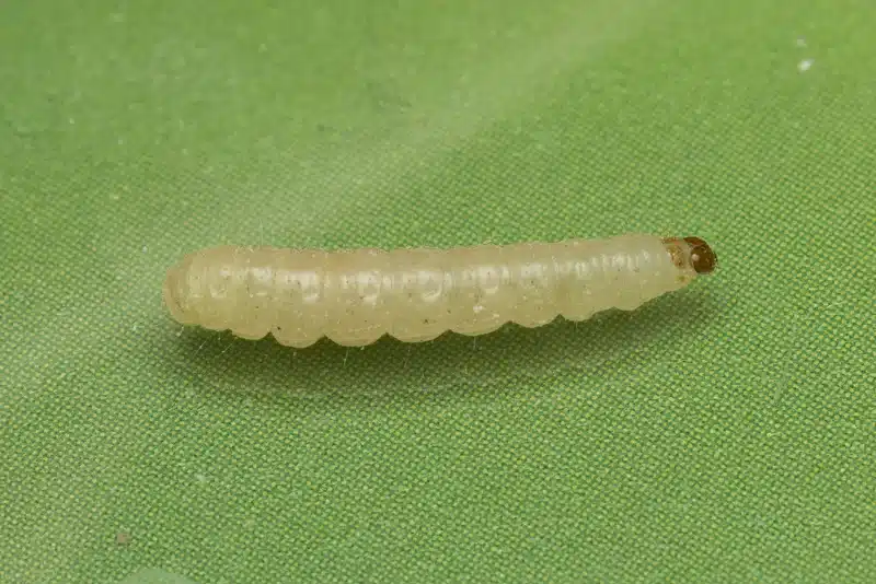 Close-up of pantry moth larva with cream-colored body