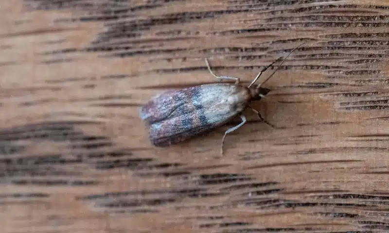 Moth vs Butterfly: Telling Them Apart Made Easy