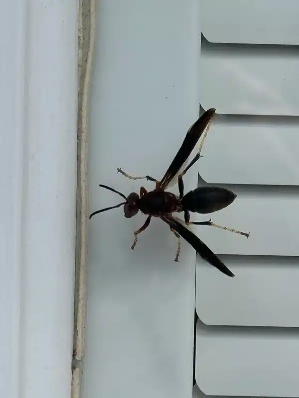Paper wasp near a gap in house siding showing a typical wall nest entry point