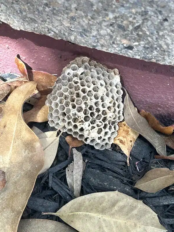 Ground-based wasp colony built among leaves and mulch