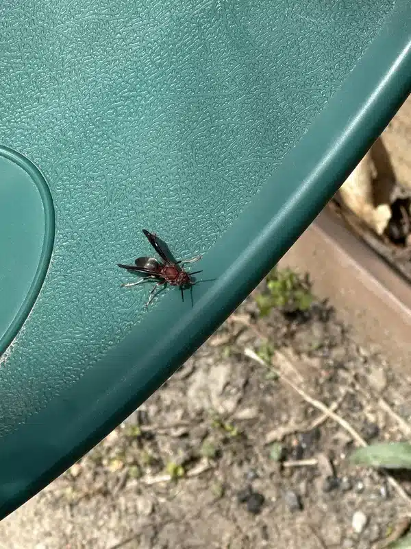 Paper wasp with reddish coloring on a green surface showing its slender build