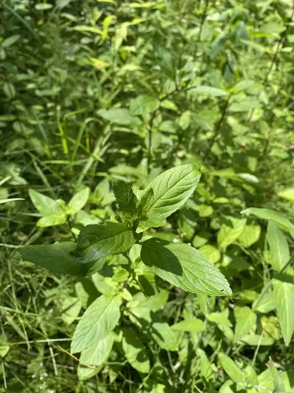 Close-up of a peppermint plant used as a natural rat repellent