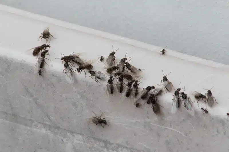 Flying Ants in House: Types in VA & MD + Removal Tips