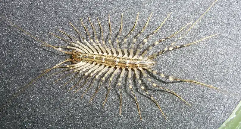House centipede on indoor surface showing many long legs