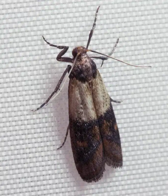 Indian meal moth resting on a white wall