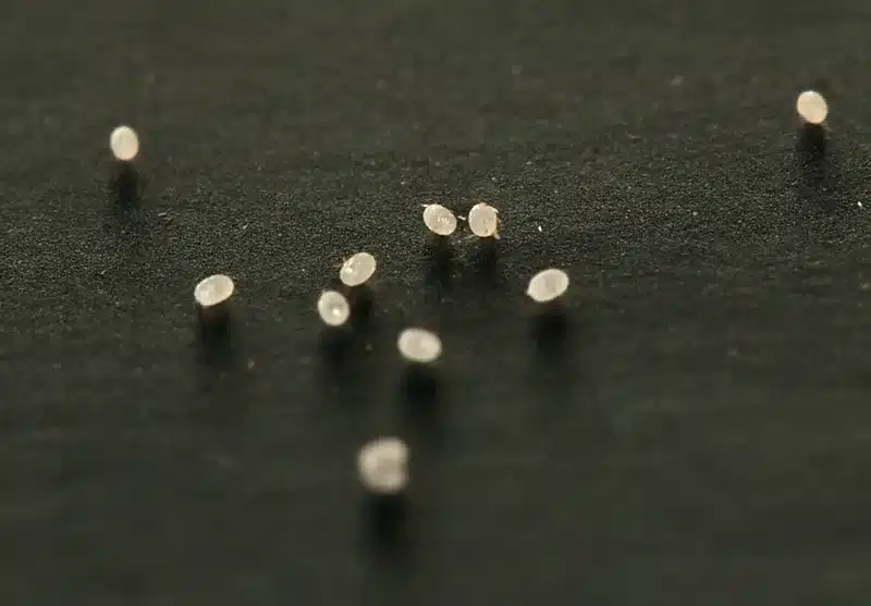 Pantry moth eggs on a dark surface showing small white clusters