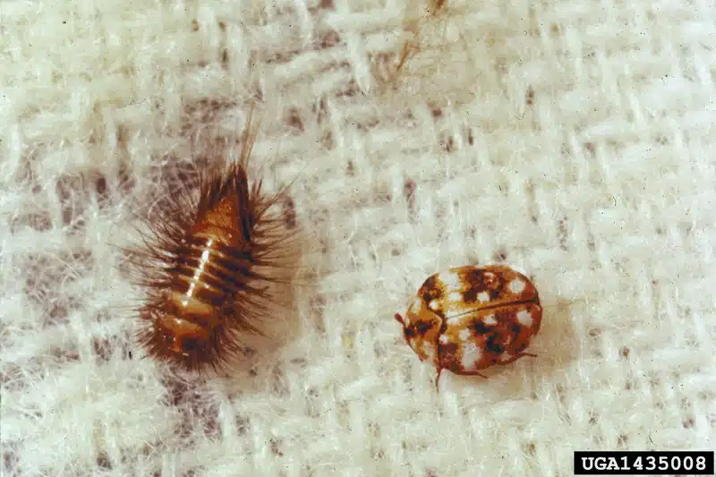Carpet beetle larvae and adult on fabric showing different life stages