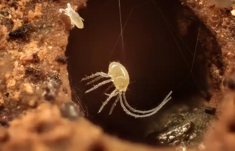 Tiny pest mites clustered in a crack