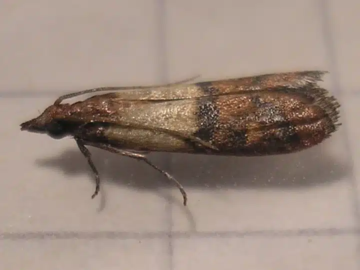 Pantry moth on grid background showing wing pattern and size