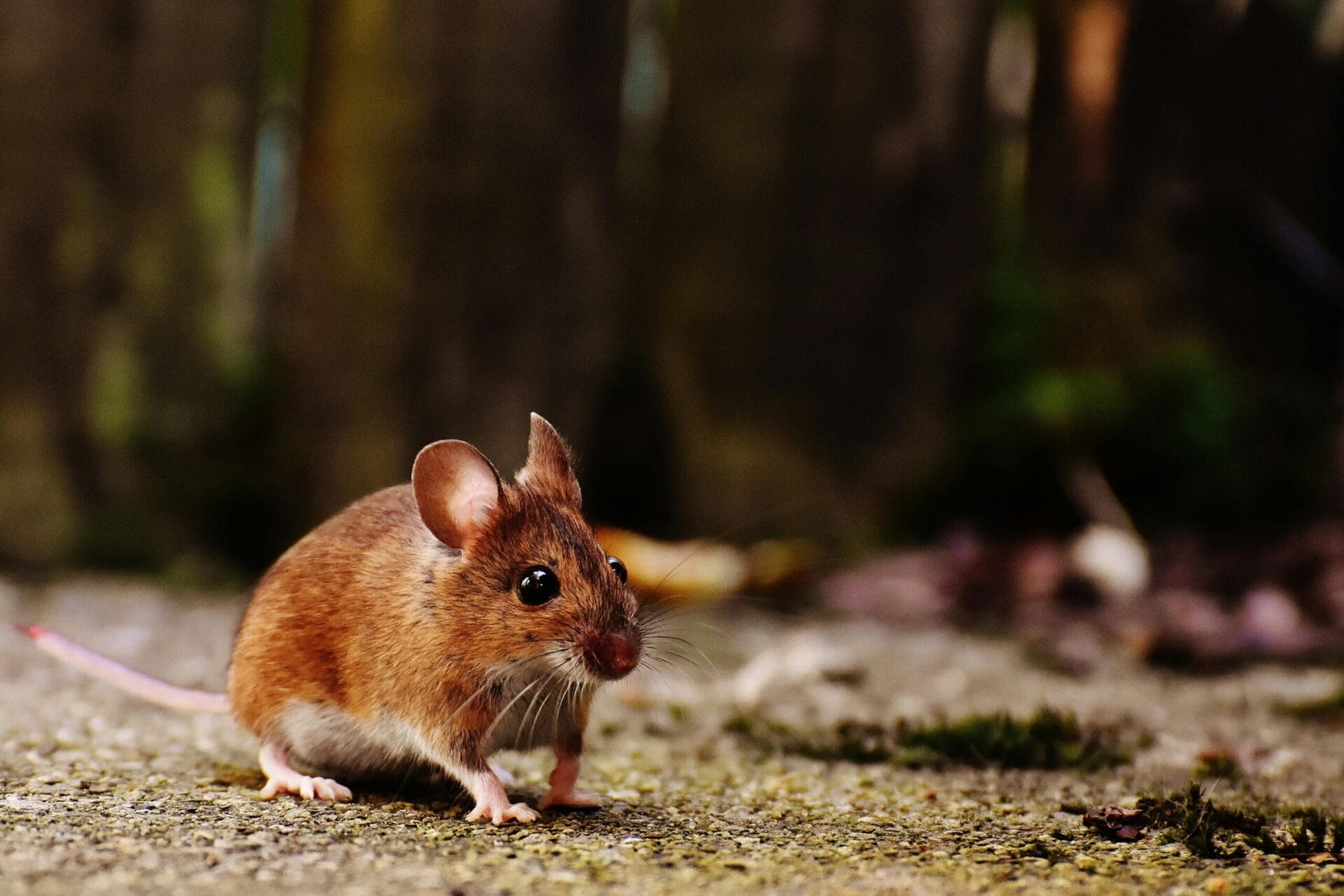 Effective Tips to Keep Mice Outside Your Home
